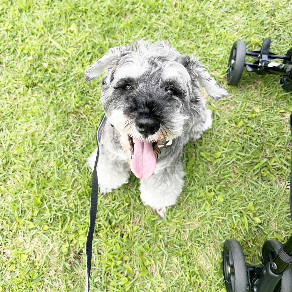 先日モデル犬を卒業したクレアちゃん☆